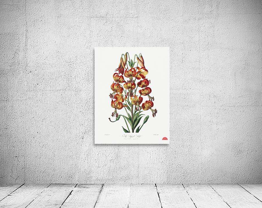 The Superb Lily  Wall Preview