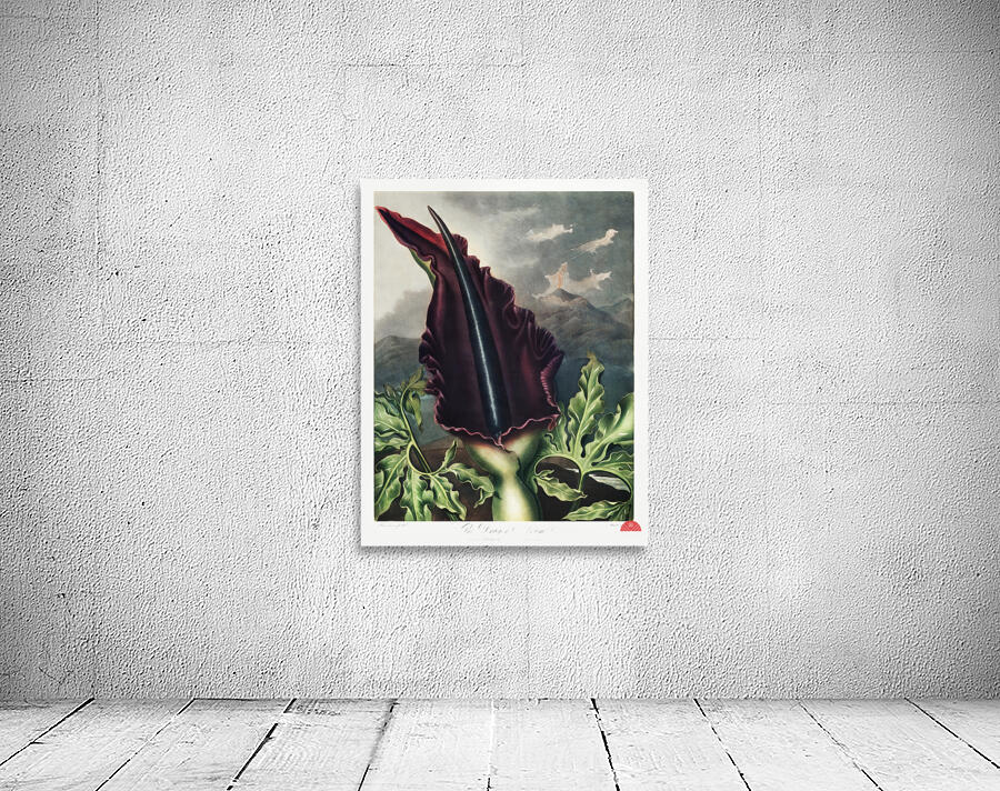 The Dragon Arum Wall Preview