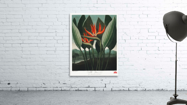 The Queen–Plant  Wall Preview