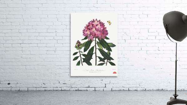 The Pontic Rhododendron Wall Preview