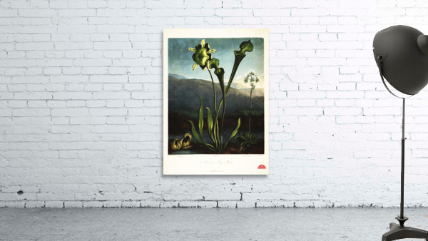 American Bog Plants Wall Preview