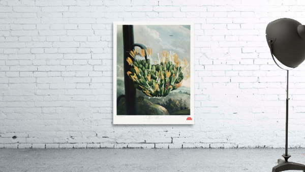 The Aloe Wall Preview