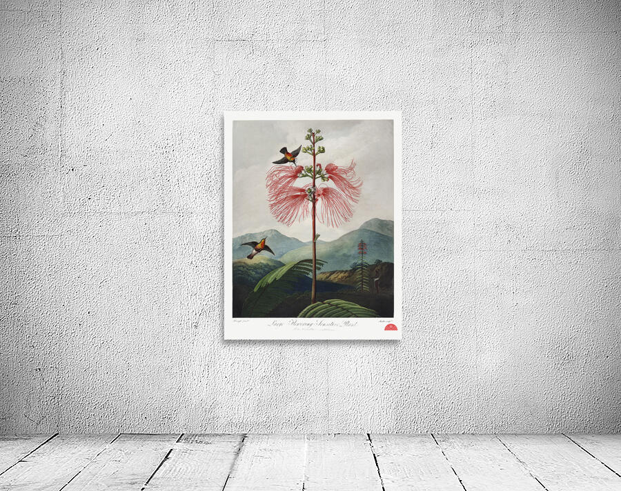 Large–Flowering Sensitive Plant Wall Preview