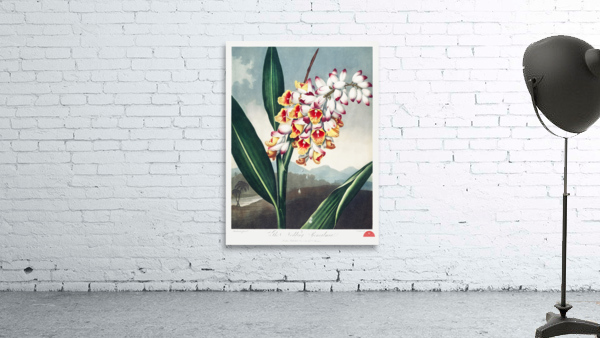 The Nodding Renealmia Wall Preview