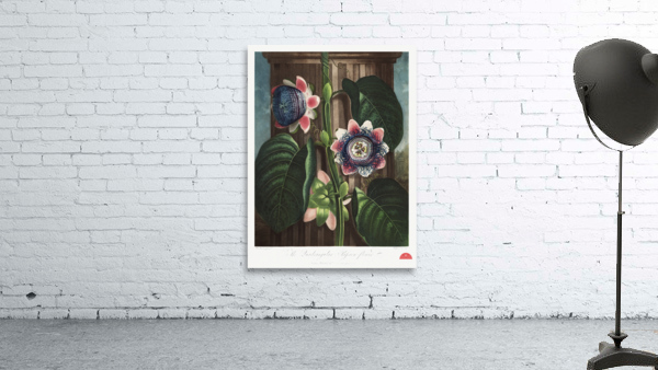 The Quadrangular Passion Flower Wall Preview