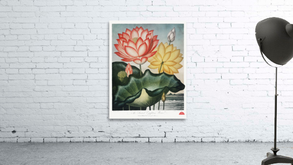 The Sacred Egyptian Bean Wall Preview