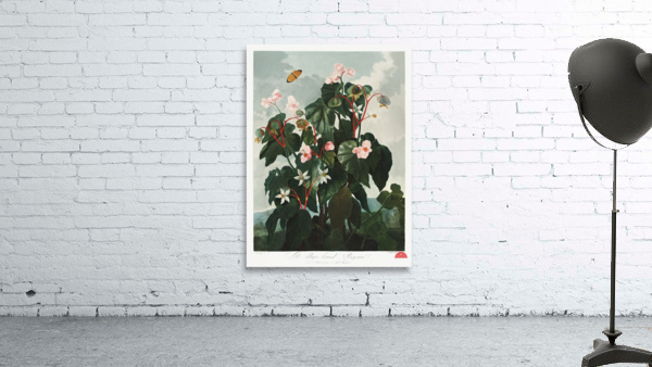 The Oblique–Leaved Begonia Wall Preview
