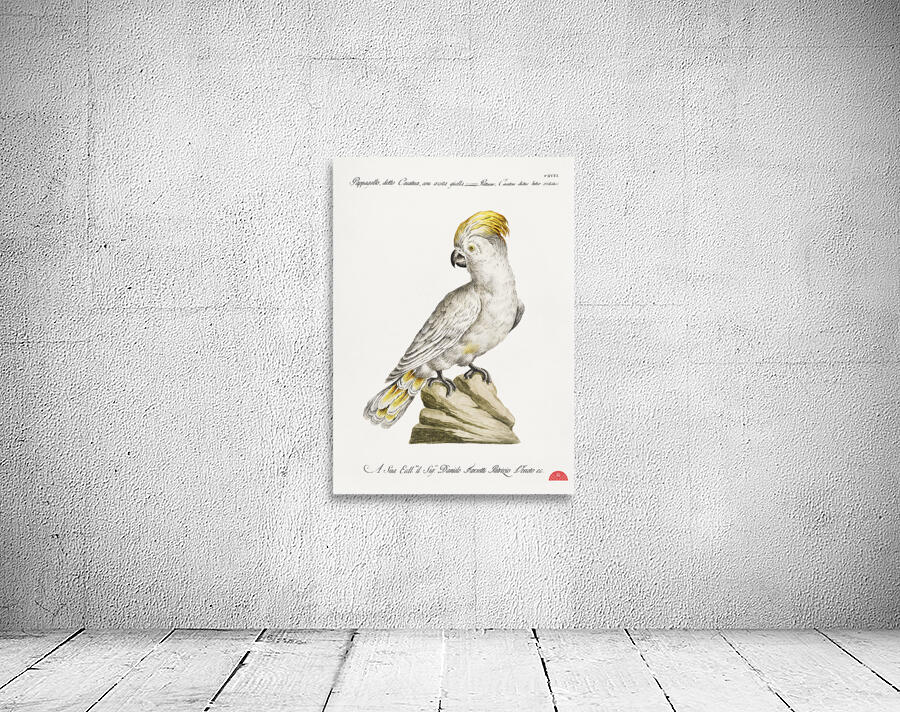 Pappagallo detto cacatua con cresta gialla Cockatoo Wall Preview