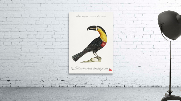 Tucana Piperivora Mangiapepe Toucan Wall Preview