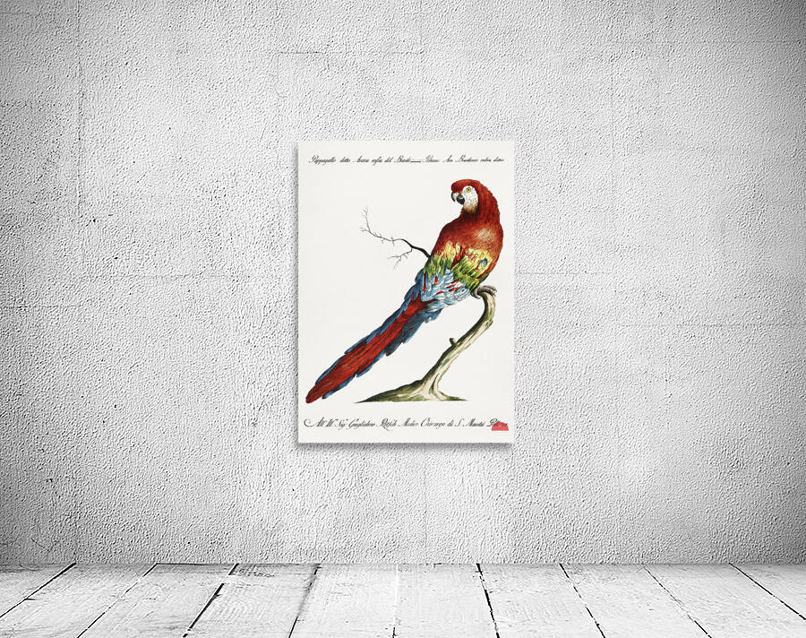 Pappagallo detto arara rossa del Brasile Macaw Wall Preview