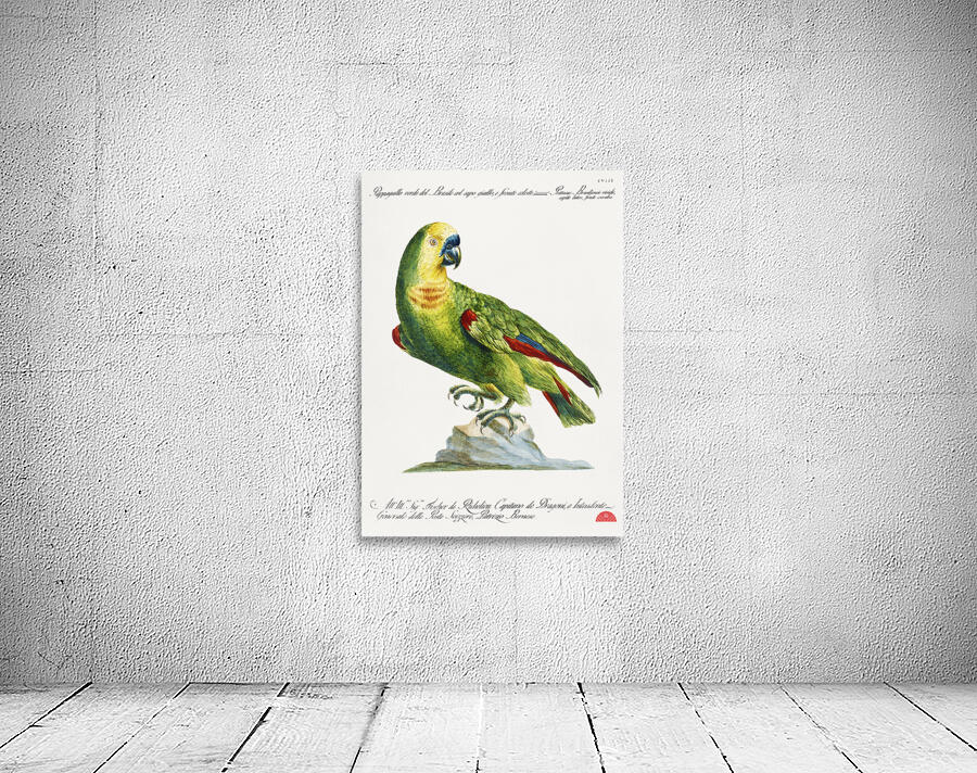 Pappagallo verde del Brasile col capo giallo e fronte celeste Parrot Wall Preview