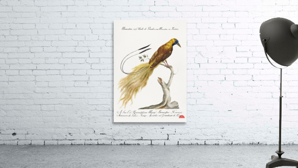 Manucodiata sive paradisaea Bird of Paradise Wall Preview