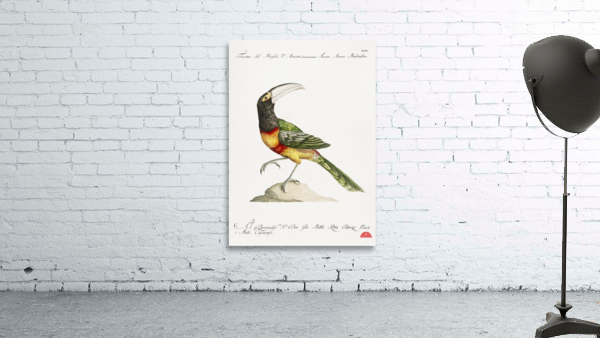Tucana Aracari Brasilensibus Toucan Wall Preview
