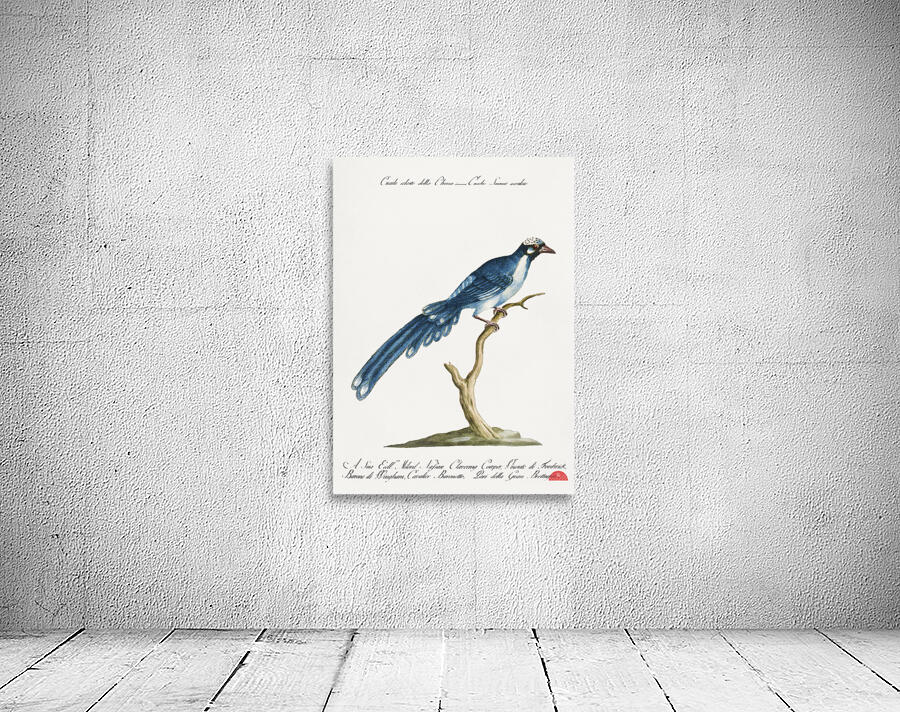 Cucule celeste della China Cuckoo Wall Preview