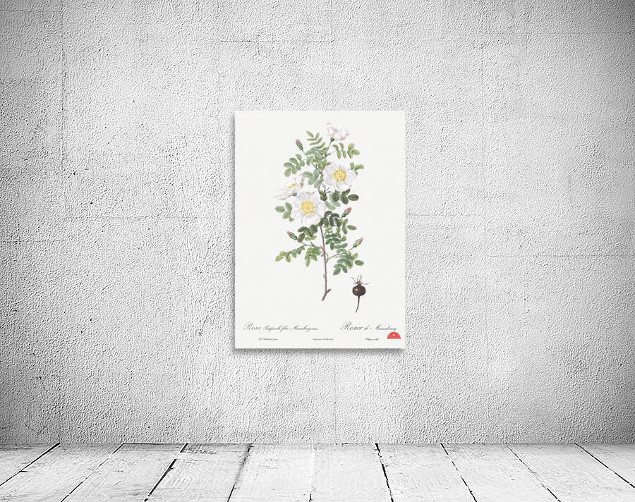 White burnet roses Wall Preview