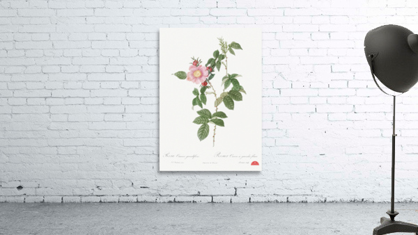Dog rose in bloom Wall Preview
