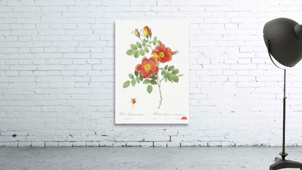 Vintage Austrian Briar rose Wall Preview