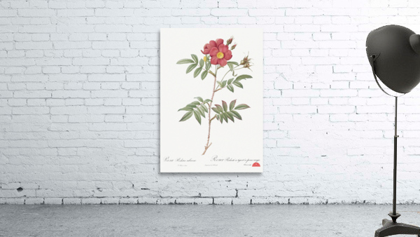 Vintage red rose Wall Preview