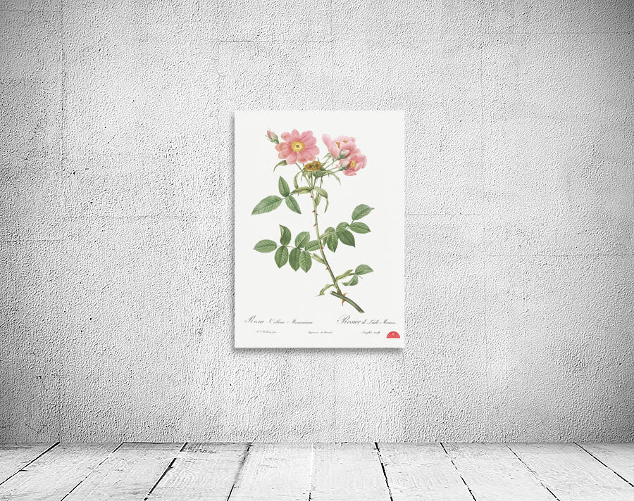 Lady monson rose in bloom Wall Preview