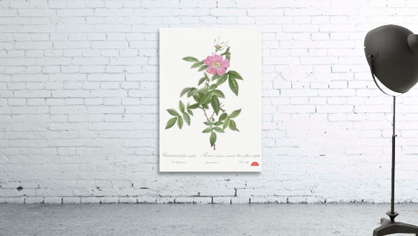 Pink boursault rose Wall Preview