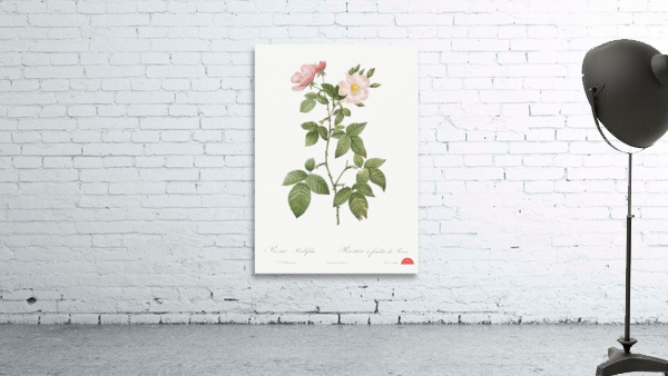 Redleaf rose in bloom Wall Preview