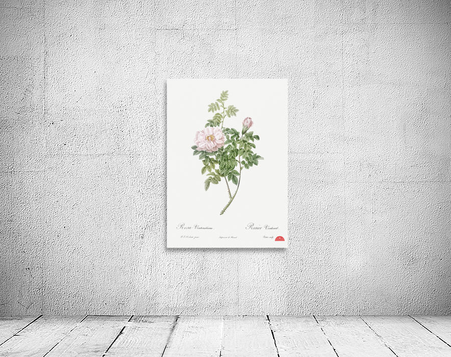 Ventenat rose in bloom Wall Preview