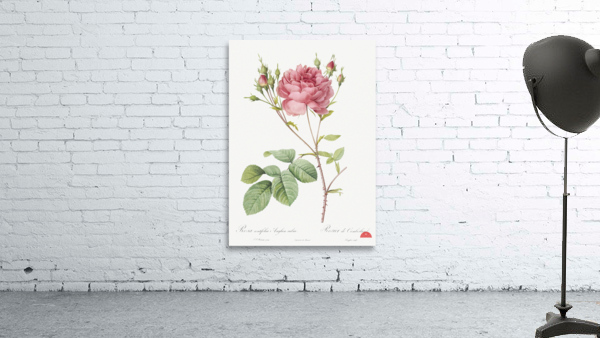 Pink agatha rose Wall Preview