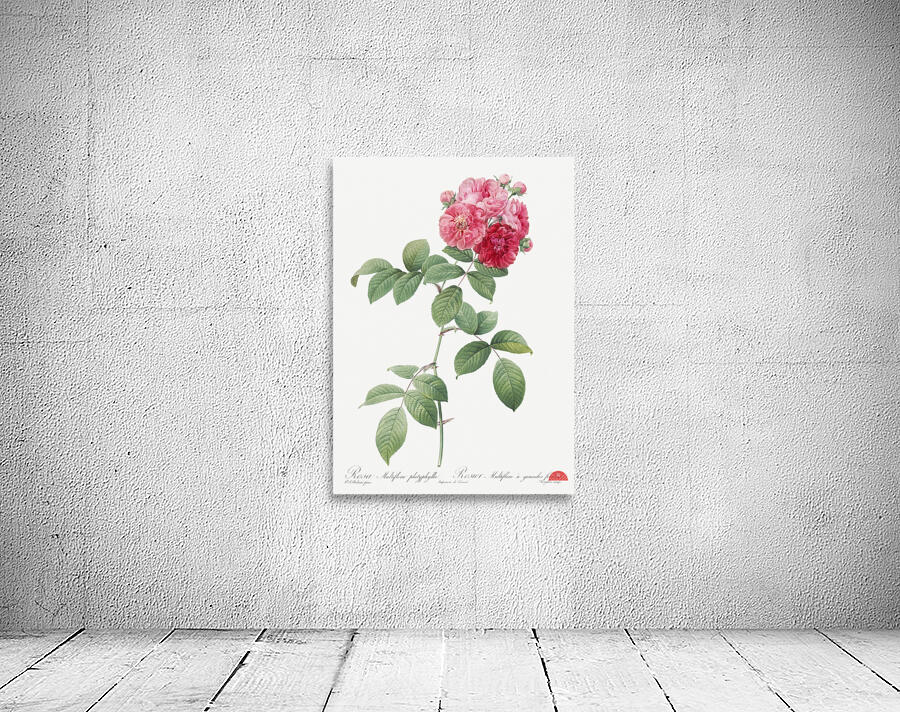 Seven sisters rose in bloom Wall Preview