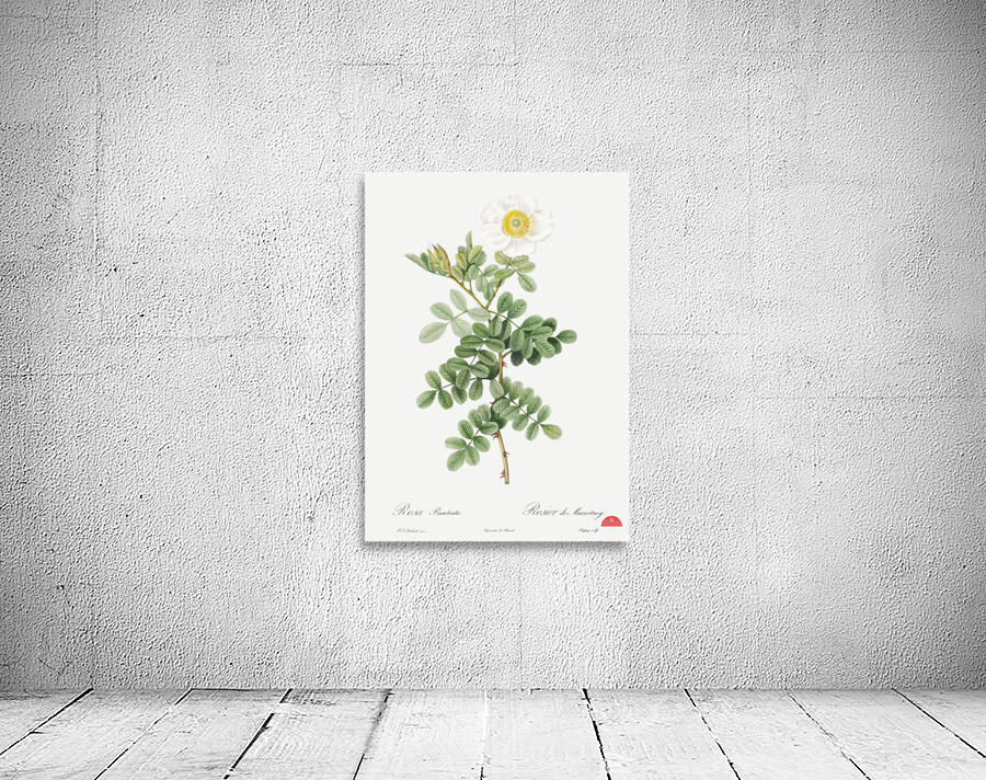 Macartney Rose Wall Preview