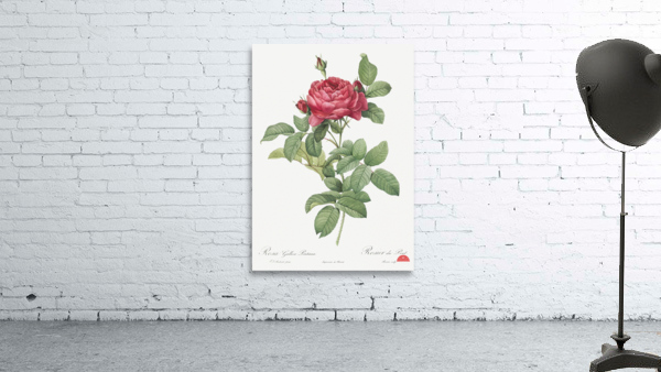 Red gallic rose Wall Preview