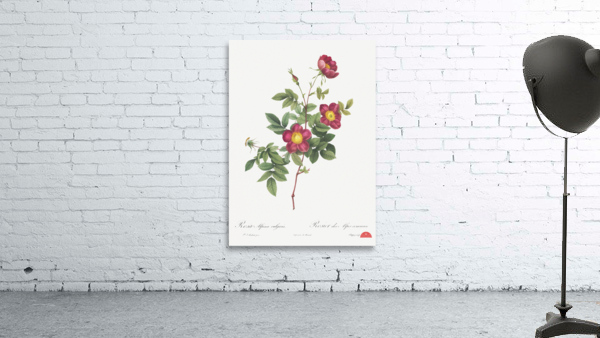 Blooming alpine rose Wall Preview