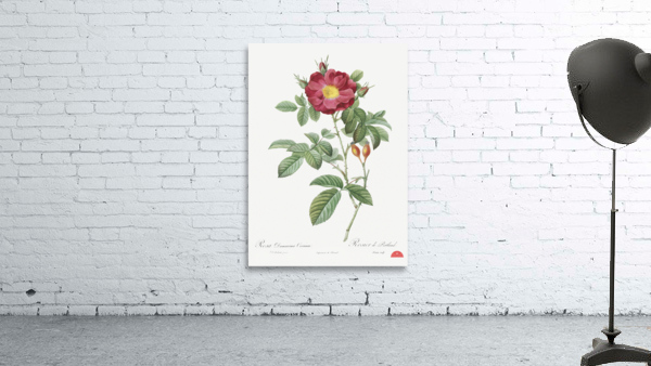 Blooming red postrland rose Wall Preview