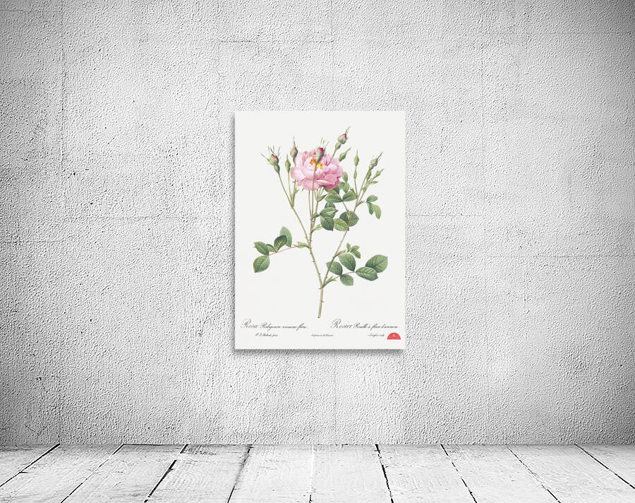 Anemone flowered sweetbriar rose Wall Preview