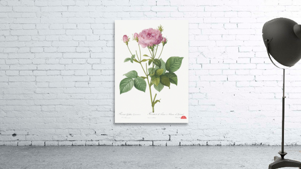 Pink french roses Wall Preview