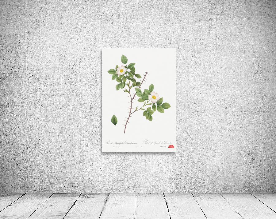 Vintage Rose of Dematra Wall Preview