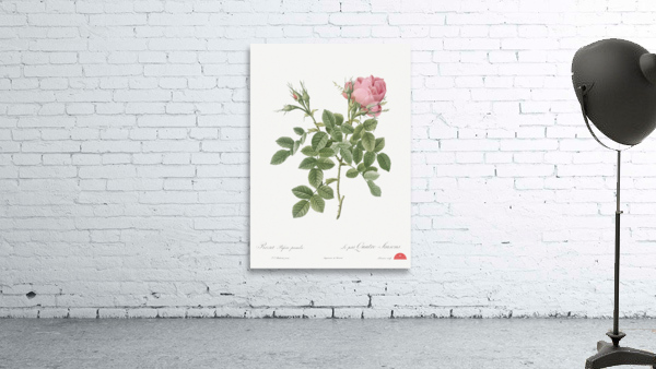 Small damask rose Wall Preview