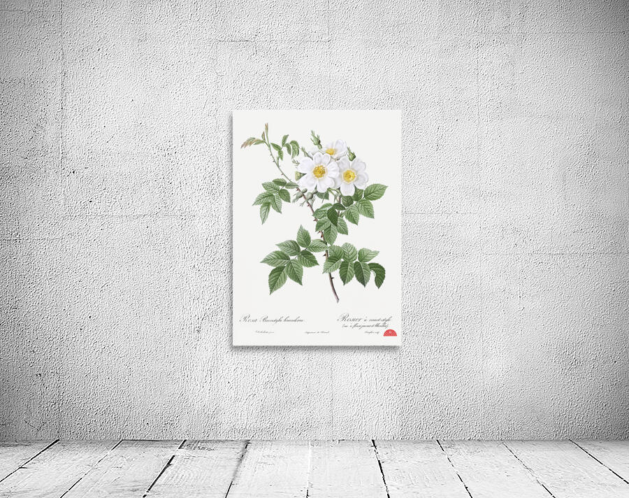 Blooming white rosebush Wall Preview