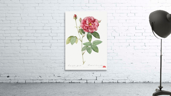 Vintage rosa gallica rose Wall Preview