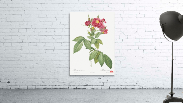 Vintage rosa gallica rose Wall Preview