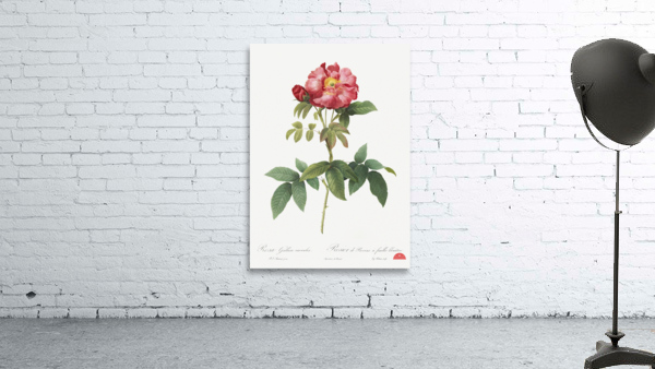 Pink provins rose Wall Preview