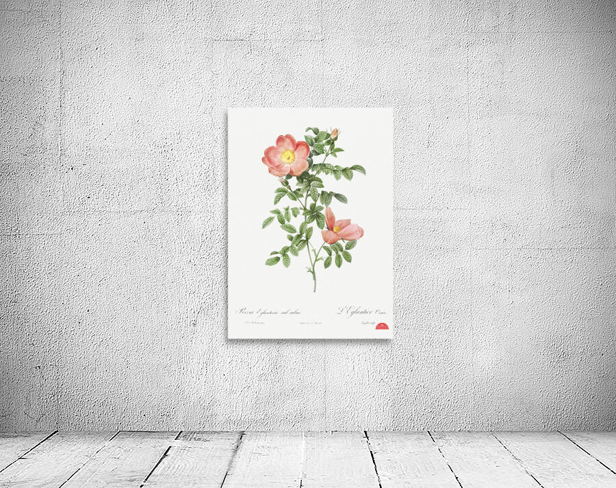 Pink provins rose Wall Preview