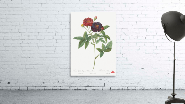 Van eeden rose Wall Preview