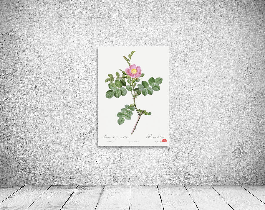 Pink sweet briar rose Wall Preview