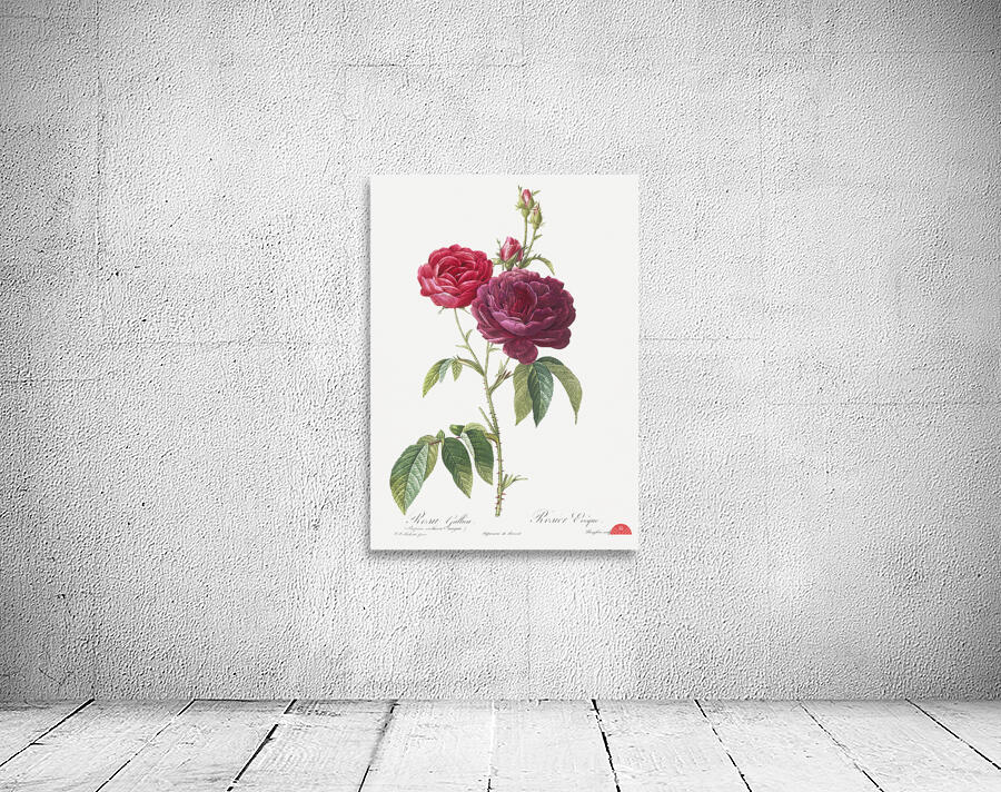 Blooming purple roses Wall Preview