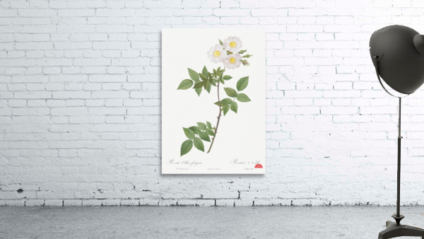 White rosa collina rose Wall Preview