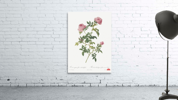 Pink french roses Wall Preview