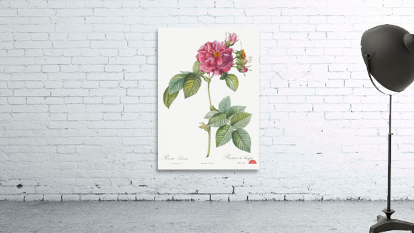 Pink french roses Wall Preview