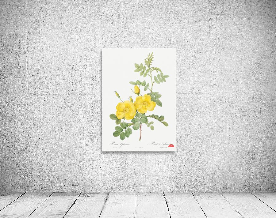 Yellow sweetbriar roses Wall Preview