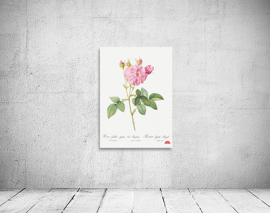 Pink Agatha rose Wall Preview