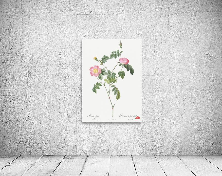 Pink Austrian copper rose Wall Preview